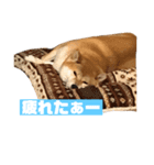 柴犬＆黒猫スタンプ（個別スタンプ：4）