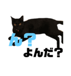 柴犬＆黒猫スタンプ（個別スタンプ：6）