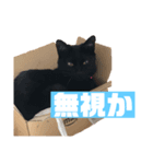 柴犬＆黒猫スタンプ（個別スタンプ：8）