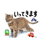 我が家の愛猫 オシキャットネオスタンプ（個別スタンプ：2）