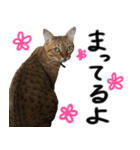 我が家の愛猫 オシキャットネオスタンプ（個別スタンプ：4）