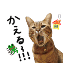 我が家の愛猫 オシキャットネオスタンプ（個別スタンプ：5）
