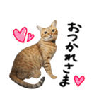 我が家の愛猫 オシキャットネオスタンプ（個別スタンプ：6）