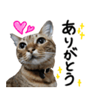 我が家の愛猫 オシキャットネオスタンプ（個別スタンプ：7）