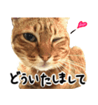 我が家の愛猫 オシキャットネオスタンプ（個別スタンプ：8）