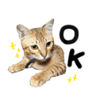 我が家の愛猫 オシキャットネオスタンプ（個別スタンプ：9）