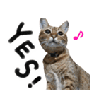 我が家の愛猫 オシキャットネオスタンプ（個別スタンプ：10）