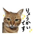 我が家の愛猫 オシキャットネオスタンプ（個別スタンプ：11）