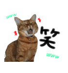 我が家の愛猫 オシキャットネオスタンプ（個別スタンプ：13）