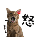 我が家の愛猫 オシキャットネオスタンプ（個別スタンプ：14）