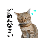我が家の愛猫 オシキャットネオスタンプ（個別スタンプ：16）