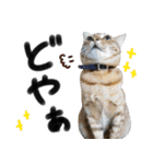 我が家の愛猫 オシキャットネオスタンプ（個別スタンプ：17）