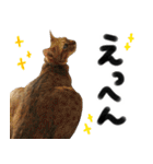 我が家の愛猫 オシキャットネオスタンプ（個別スタンプ：18）