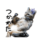 我が家の愛猫 オシキャットネオスタンプ（個別スタンプ：19）