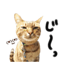 我が家の愛猫 オシキャットネオスタンプ（個別スタンプ：20）
