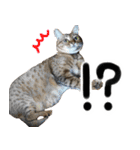 我が家の愛猫 オシキャットネオスタンプ（個別スタンプ：21）