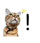 我が家の愛猫 オシキャットネオスタンプ（個別スタンプ：22）