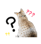我が家の愛猫 オシキャットネオスタンプ（個別スタンプ：23）