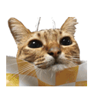 我が家の愛猫 オシキャットネオスタンプ（個別スタンプ：24）