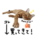 我が家の愛猫 オシキャットネオスタンプ（個別スタンプ：25）