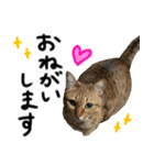 我が家の愛猫 オシキャットネオスタンプ（個別スタンプ：26）