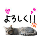 我が家の愛猫 オシキャットネオスタンプ（個別スタンプ：27）