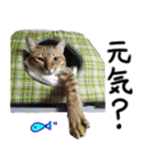 我が家の愛猫 オシキャットネオスタンプ（個別スタンプ：28）