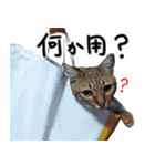 我が家の愛猫 オシキャットネオスタンプ（個別スタンプ：29）