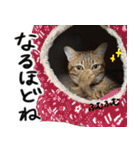 我が家の愛猫 オシキャットネオスタンプ（個別スタンプ：30）