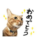 我が家の愛猫 オシキャットネオスタンプ（個別スタンプ：31）