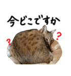 我が家の愛猫 オシキャットネオスタンプ（個別スタンプ：33）