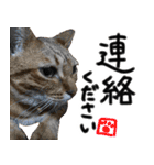 我が家の愛猫 オシキャットネオスタンプ（個別スタンプ：34）