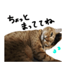 我が家の愛猫 オシキャットネオスタンプ（個別スタンプ：35）