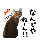 我が家の愛猫 オシキャットネオスタンプ（個別スタンプ：36）