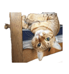 我が家の愛猫 オシキャットネオスタンプ（個別スタンプ：37）