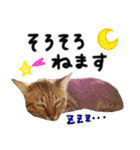 我が家の愛猫 オシキャットネオスタンプ（個別スタンプ：39）