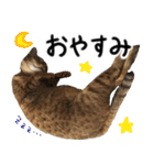 我が家の愛猫 オシキャットネオスタンプ（個別スタンプ：40）