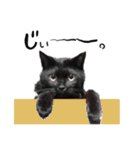 黒猫のジジさん（個別スタンプ：1）
