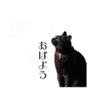 黒猫のジジさん（個別スタンプ：11）