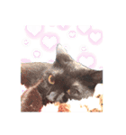黒猫のジジさん（個別スタンプ：12）