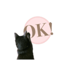 黒猫 シンプル スタンプ。（個別スタンプ：4）