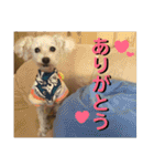 トイプードルのてん（個別スタンプ：1）