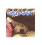 トイプードルのてん（個別スタンプ：2）