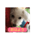 トイプードルのてん（個別スタンプ：3）