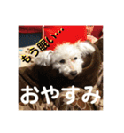 トイプードルのてん（個別スタンプ：5）