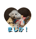 トイプードルのてん（個別スタンプ：8）