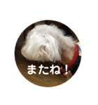 トイプードルのてん（個別スタンプ：12）
