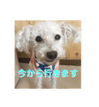 トイプードルのてん（個別スタンプ：14）