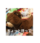 トイプードルのてん（個別スタンプ：16）
