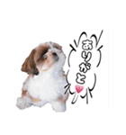 大靖くんぽぽちゃん（個別スタンプ：11）